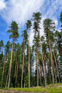 İnce, düz, uzun çamları olan mavi gökyüzünde beyaz bulutlu bir orman.