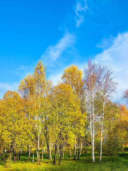Beautiful autumn scene in Latvia showing colorful foliage, golden trees and peaceful nature with warm sunlight and fallen leaves