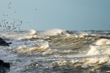 Baltık Denizi 'nde şiddetli fırtına dalgaları dalgaları, dalgalı denizde süzülen kuşlar gibi Liepaja' nın dalgalanan sularını vurur. Dramatik okyanus enerjisi ve rüzgarlı hava