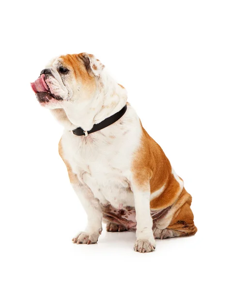 Pies rasy Buldog angielski — Zdjęcie stockowe