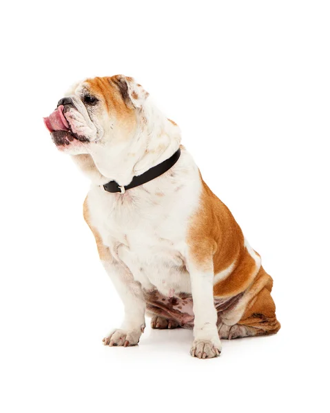 Chien de race Bulldog anglais — Photo