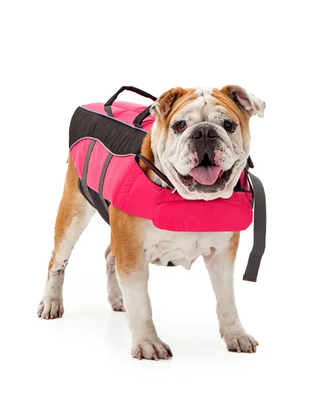 Bulldog bär Rosa flytväst — Stockfoto