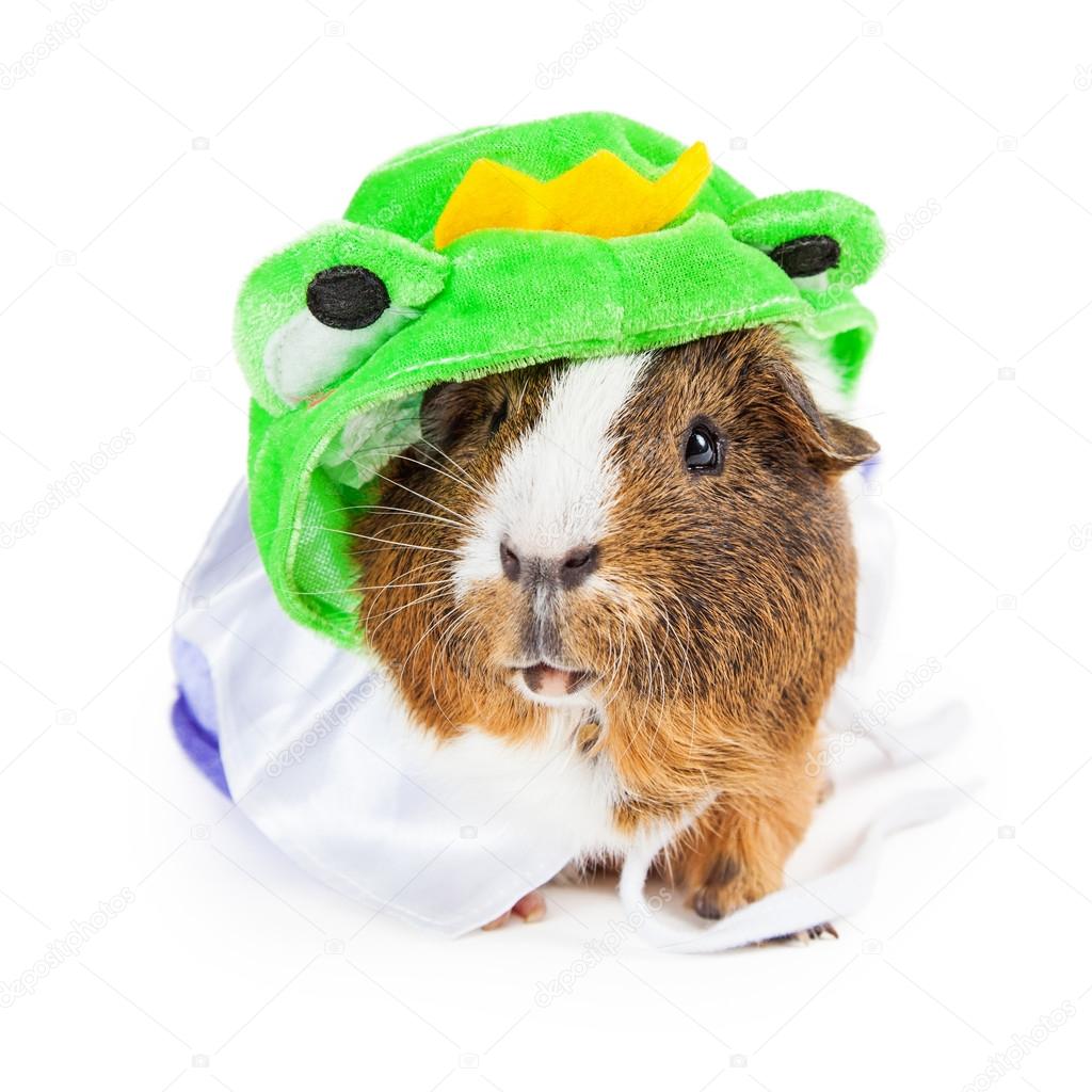Guinea Pig in Frog Prince Costume