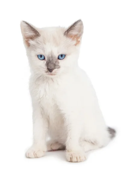 Ładny, biały kotek — Zdjęcie stockowe