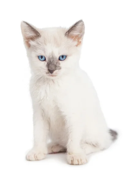 Cute White Kitten — Stock Photo, Image