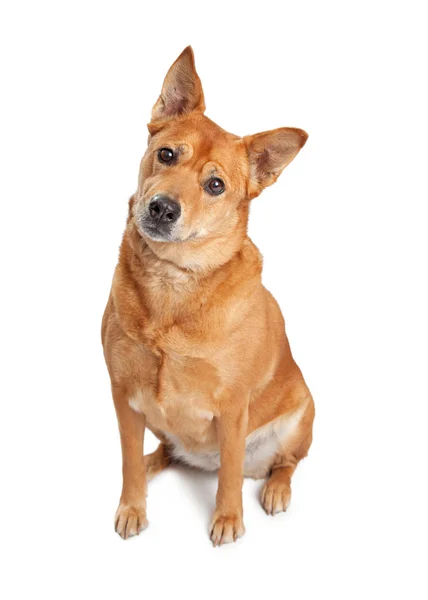 Carolina pies siedzi — Zdjęcie stockowe