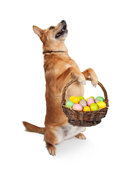Breed dog holding an Easter basket — Stock Photo, Image