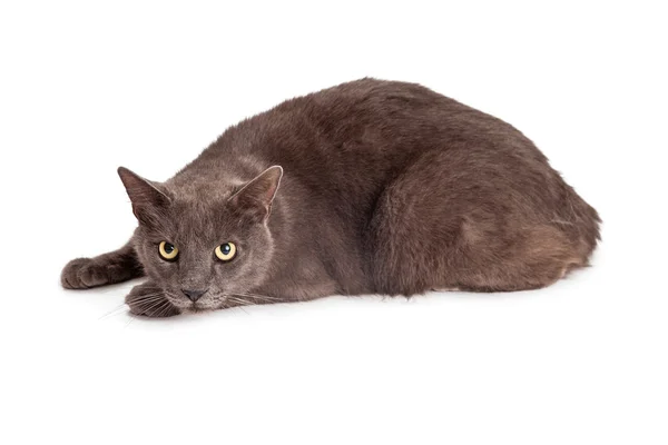 Korkunç takip pozisyonda kedi — Stok fotoğraf