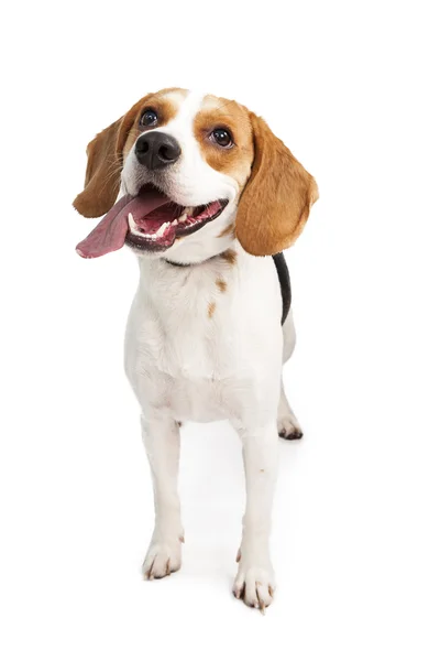 Cão Beagle jovem — Fotografia de Stock