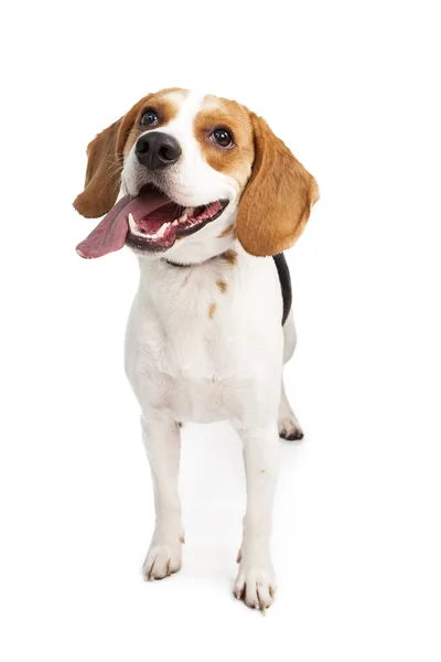 Genç beagle köpek — Stok fotoğraf