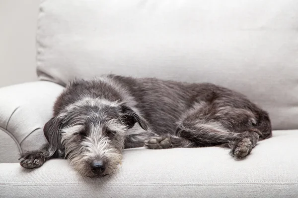 Собака лежит на диване — стоковое фото