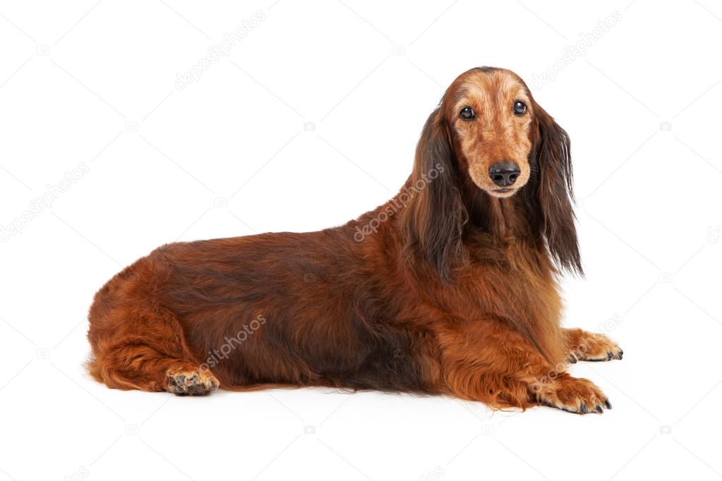 Longhaired Dachshund Dog