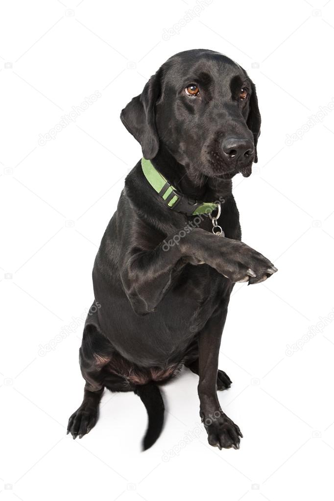 Black Labrador Dog — Stock Photo © adogslifephoto #100377190