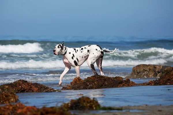 Great Dane wandelen op strand — Stockfoto