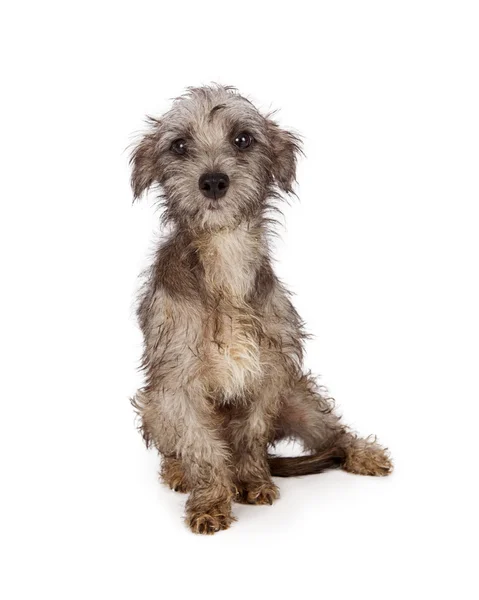 乱雑な汚い救助の子犬 — ストック写真