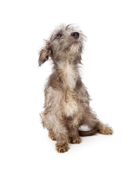 Dirty Shaggy Puppy — Stock Photo, Image