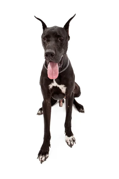 Zwarte Great Dane Honden — Stockfoto