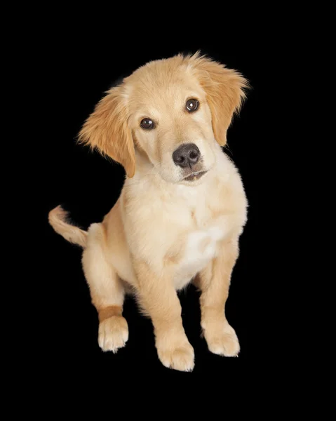 Şirin golden retriever yavru — Stok fotoğraf