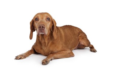 Eski büyük köpek doğurmak