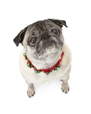 Pug köpek giyen Noel çanları