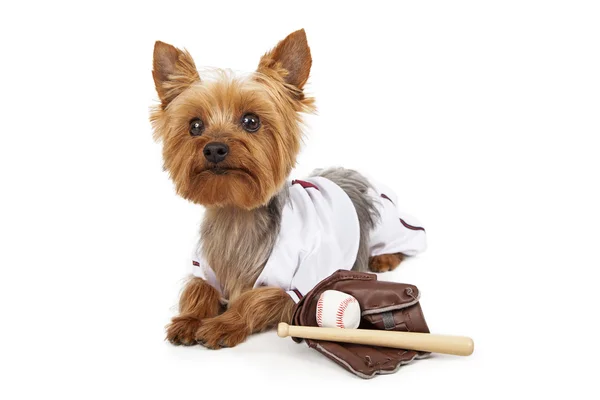 Симпатичный Йоркский пес в бейсбольной форме — стоковое фото
