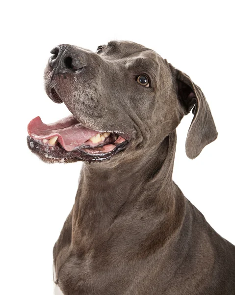 Glücklich großer Dänenhund — Stockfoto