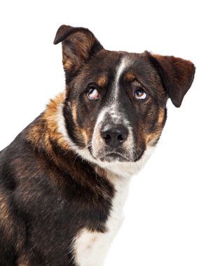 Büyük köpek rahatsız