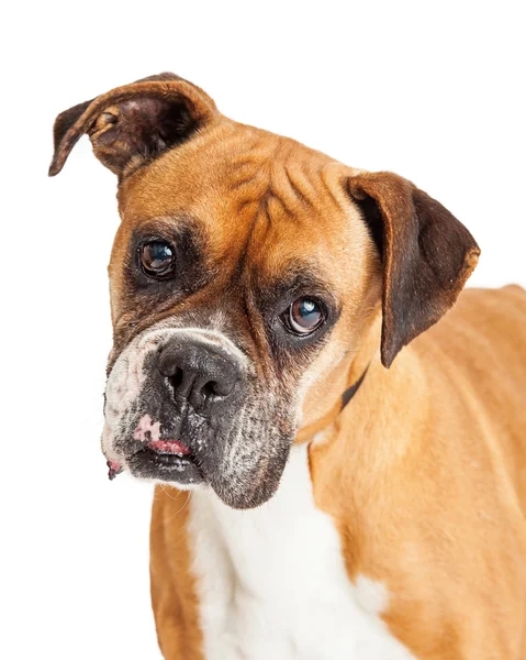 Bonito Boxer Dog Closeup — Fotografia de Stock