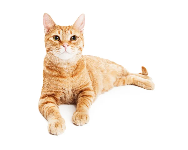 Hermosa tabby gato colocación —  Fotos de Stock