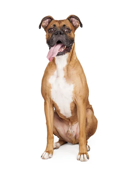 Boxeador perro sentado lengua fuera — Foto de Stock