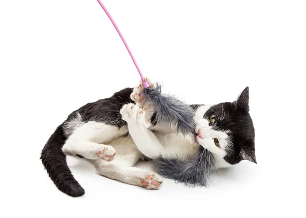 Gato jugando con plumas juguete — Foto de Stock