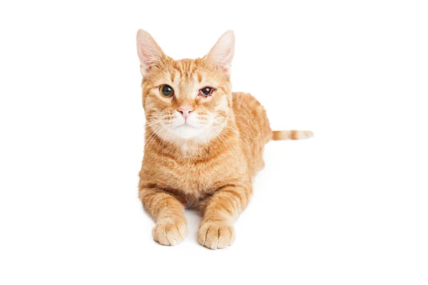 Kot z Infekcja oka — Zdjęcie stockowe