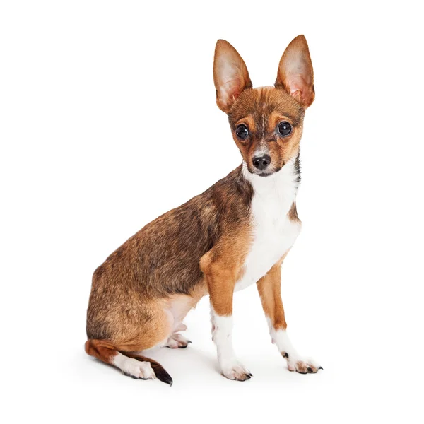 Chihuahua cachorro con orejas grandes — Foto de Stock