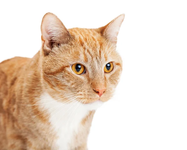 Orange Cat looking to side — стоковое фото