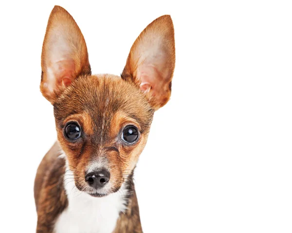 Niedlicher Chihuahua-Welpe — Stockfoto