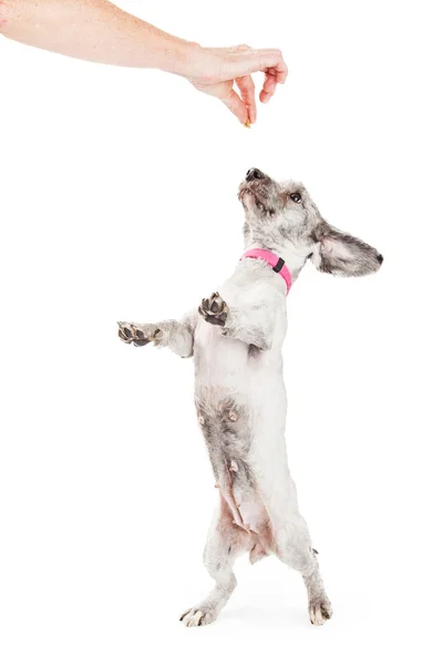 Kleiner Hund tanzt als Leckerbissen — Stockfoto