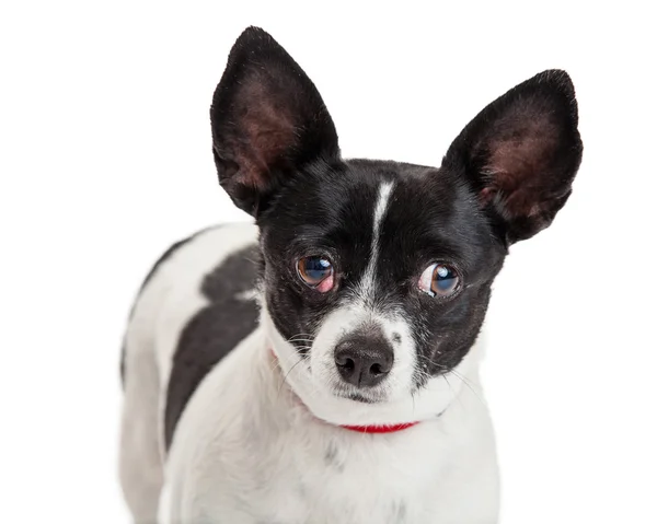 Liten hund med kirsebærøye – stockfoto