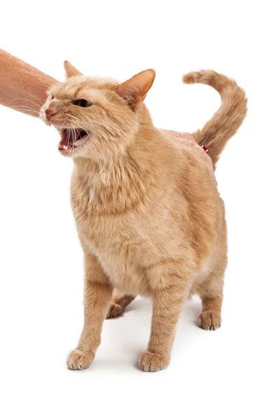 Person Petting Angry Cat — Stock Photo, Image