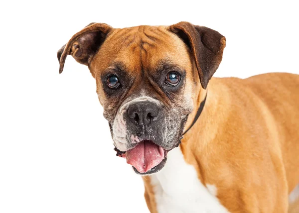 Boxerhund freut sich — Stockfoto