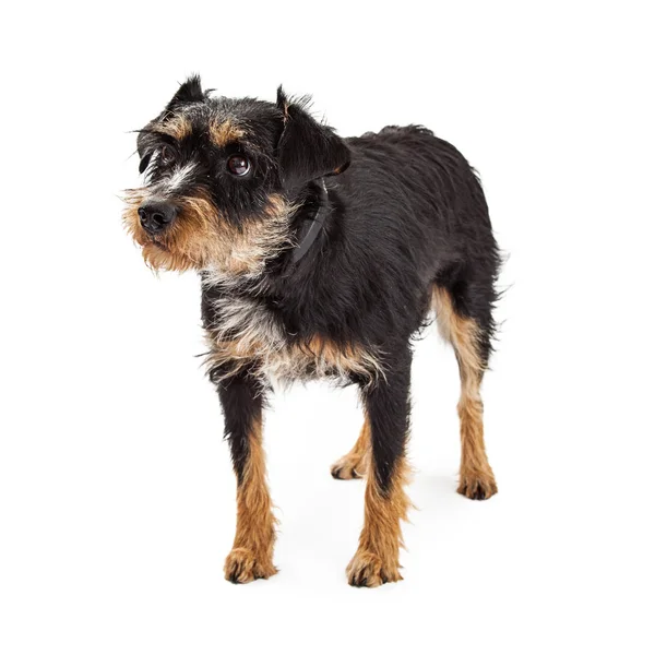 Vystrašený pes kříženec velkého knírače — Stock fotografie