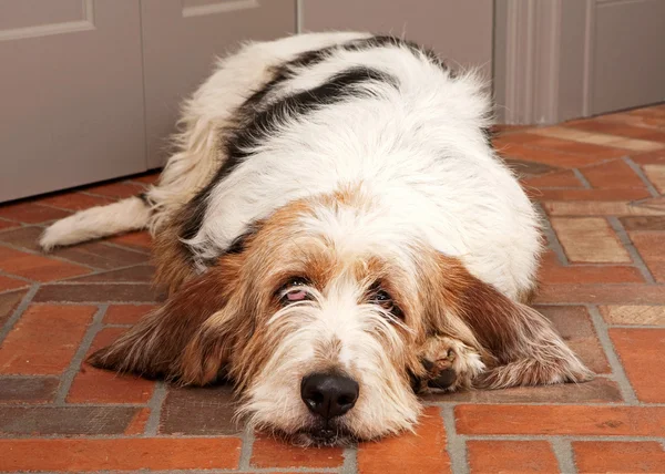 Velký pes kříženec Basset Hound — Stock fotografie