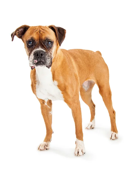 Schöner Boxerhund — Stockfoto