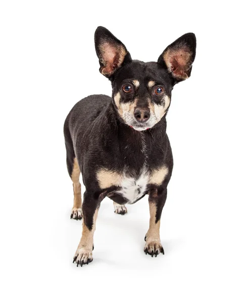 Miniatyr Pinscher Chihuahua blandras hund — Stockfoto