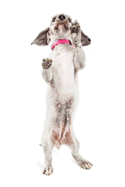 Crossbreed dog standing up on hind legs — Stock Photo, Image