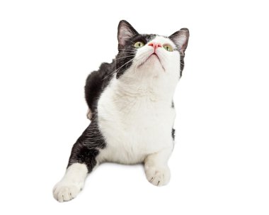 Siyah ve beyaz kedi döşeme