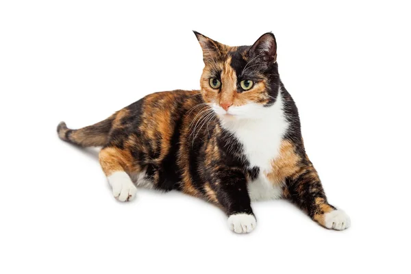 Pretty orange and black color Calico — Stock Photo, Image