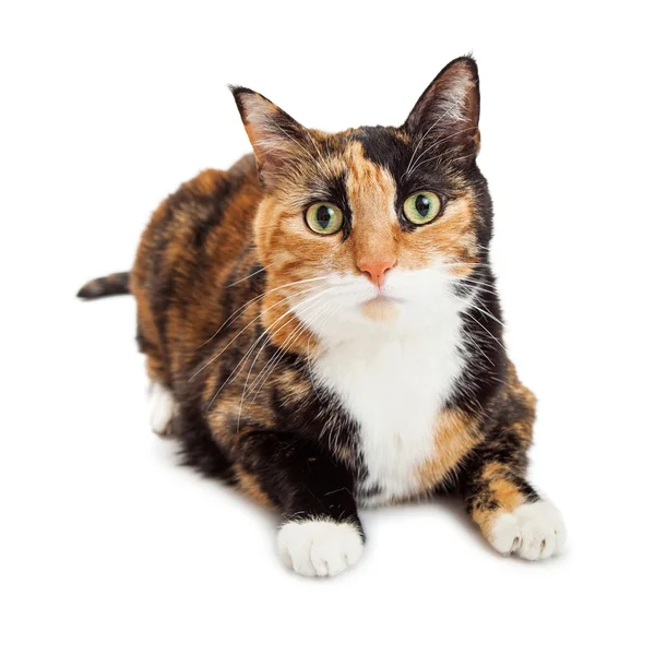 印花布品种的猫 — 图库照片