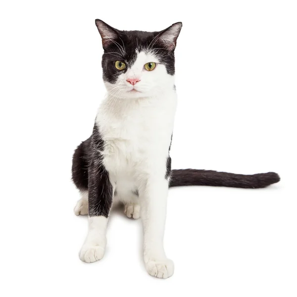 Black and white color cat — Stock Photo, Image