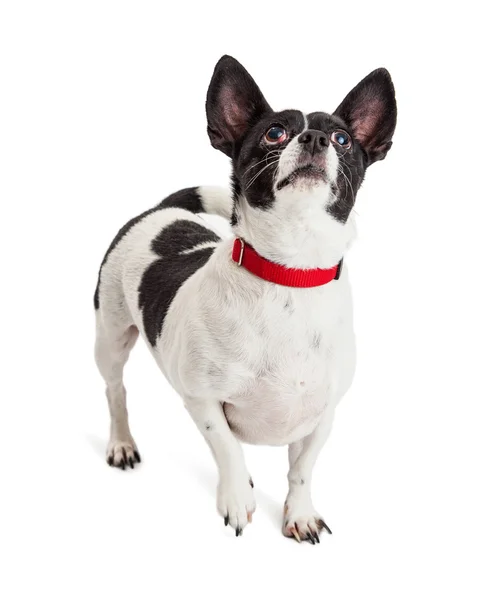 Chihuahua karışımı köpek — Stok fotoğraf
