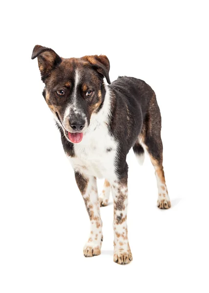Mixed large breed dog — Stock Photo, Image